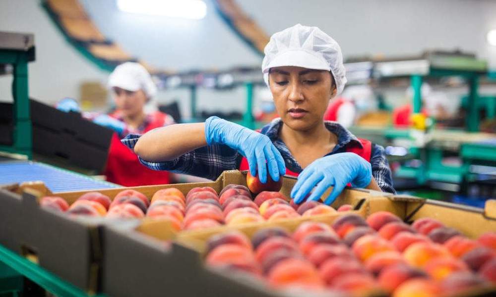 person wearing safety clothes handling peaches at food plant.