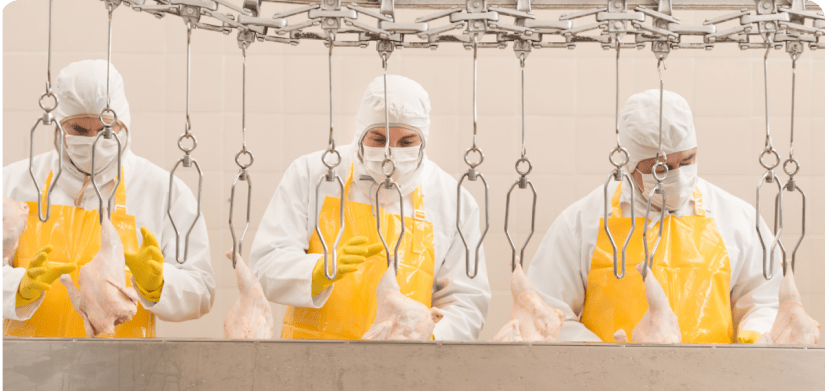 Food production facility inspecting skinned chicken for Salmonella.