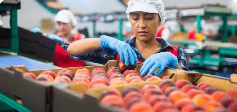 Female fruit plant worker sorting fruit into boxes.