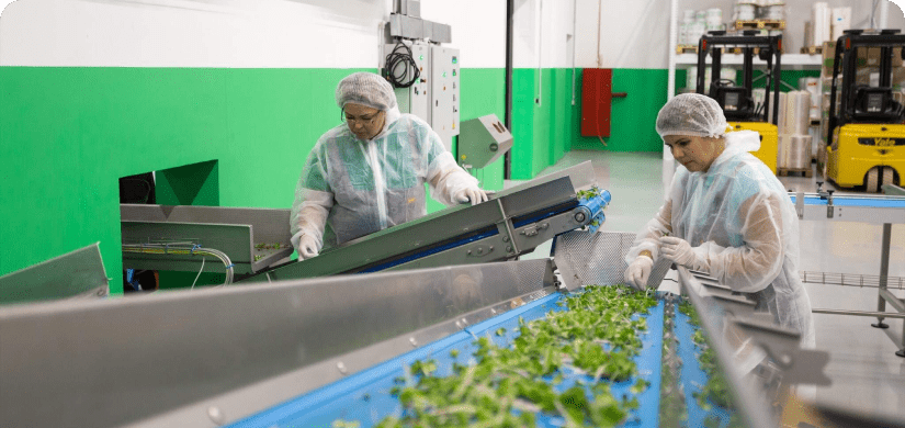 3 workers on vegetable sorting facility to demonstrate Good Manufacturing Practices (cGMP)